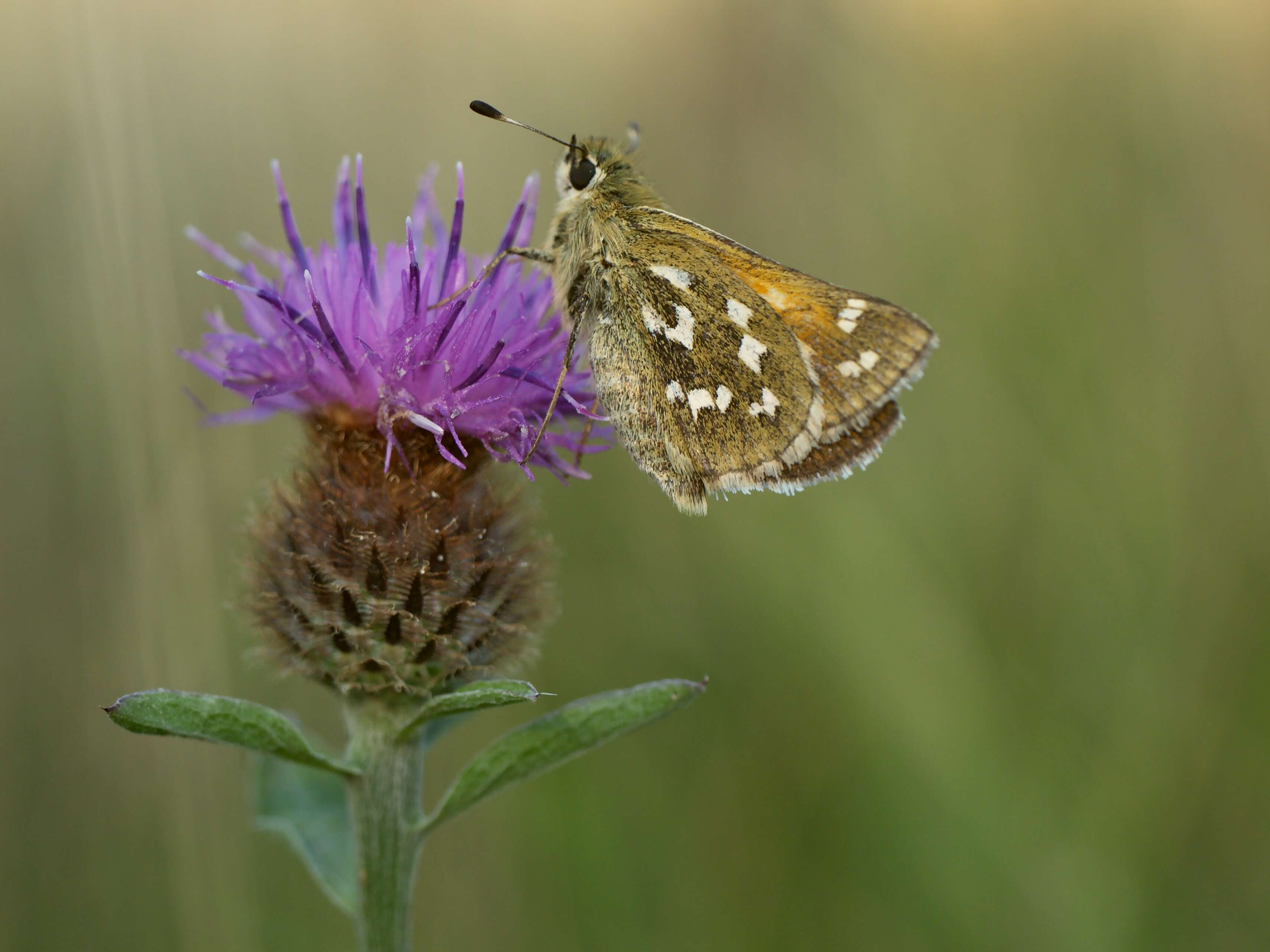 Image of Common Branded Skipper