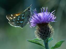 Image of Common Branded Skipper