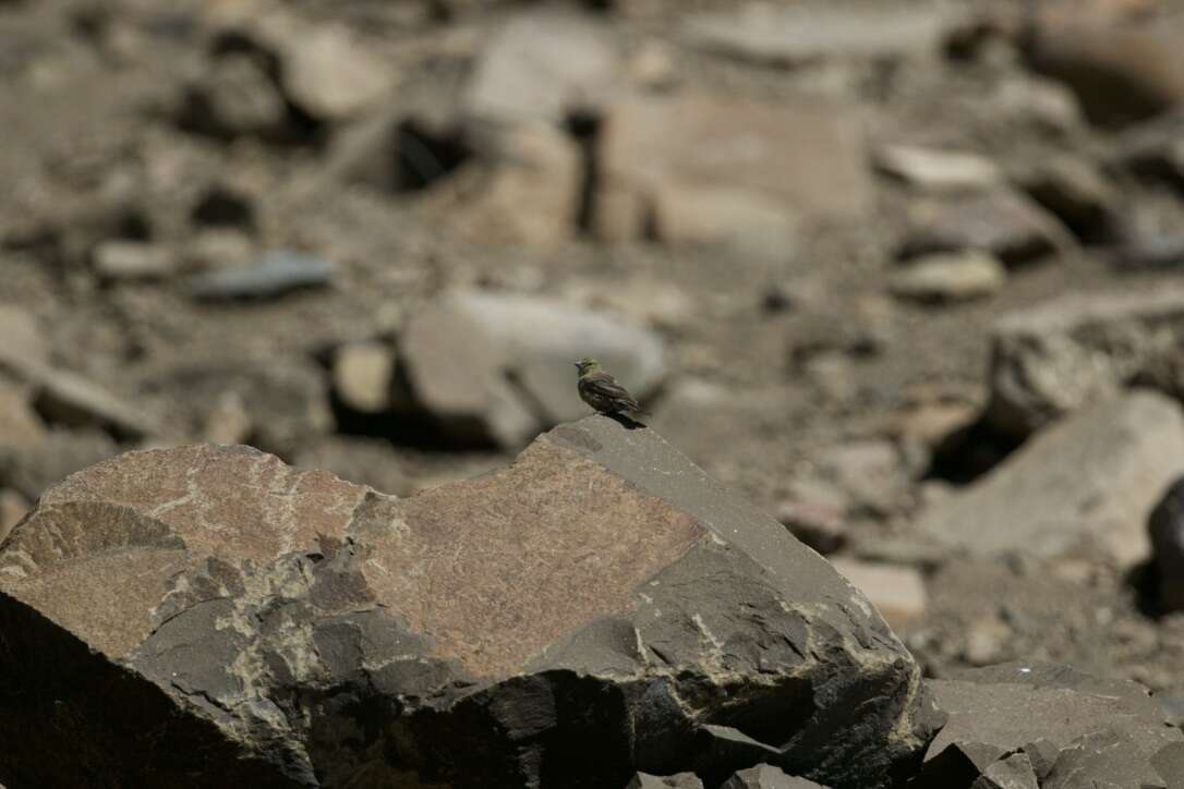 Image of Drakensberg Siskin