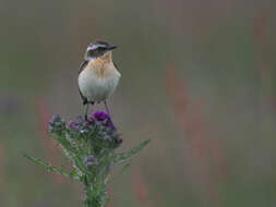 Image of Whinchat