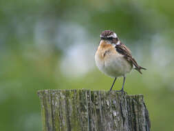 Image of Whinchat