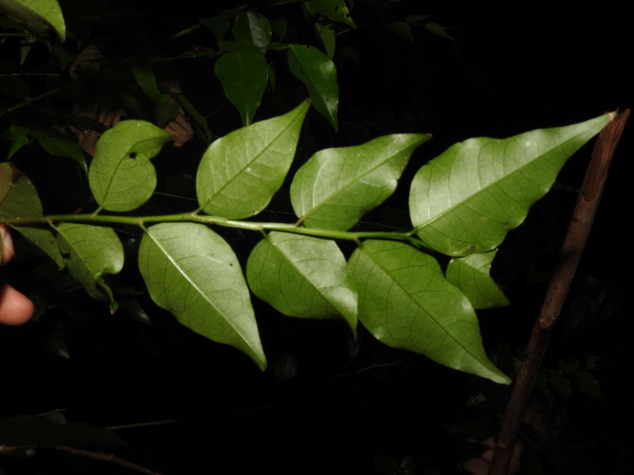 Image of Phyllanthus koghiensis Guillaumin
