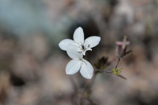 Image de Calycadenia pauciflora A. Gray