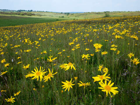 Image of mountain arnica