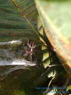 Image of Bahia Purple Red Tarantula