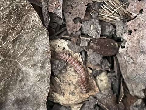 Image of Granulated Millipede