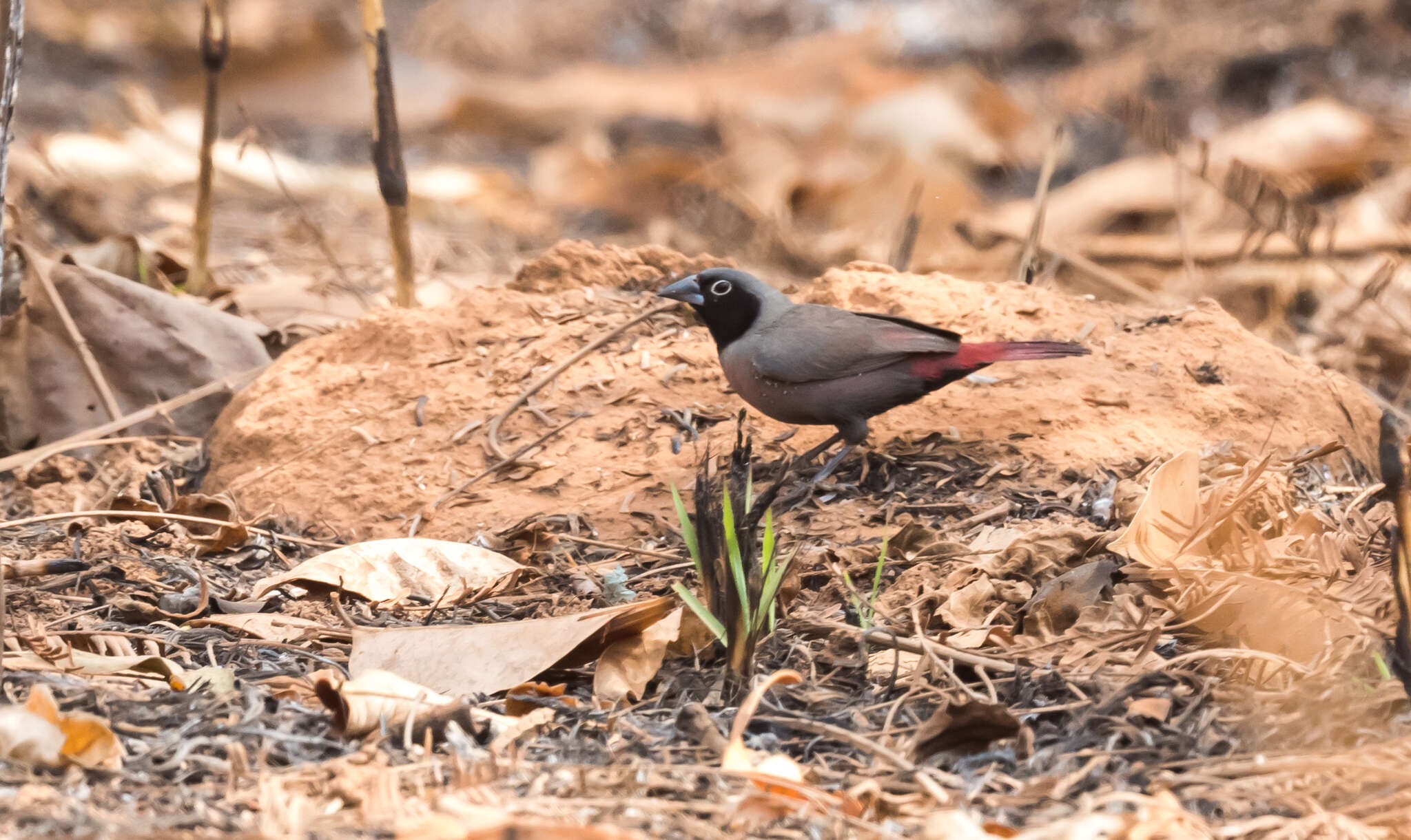 Image of Black-faced Firefinch