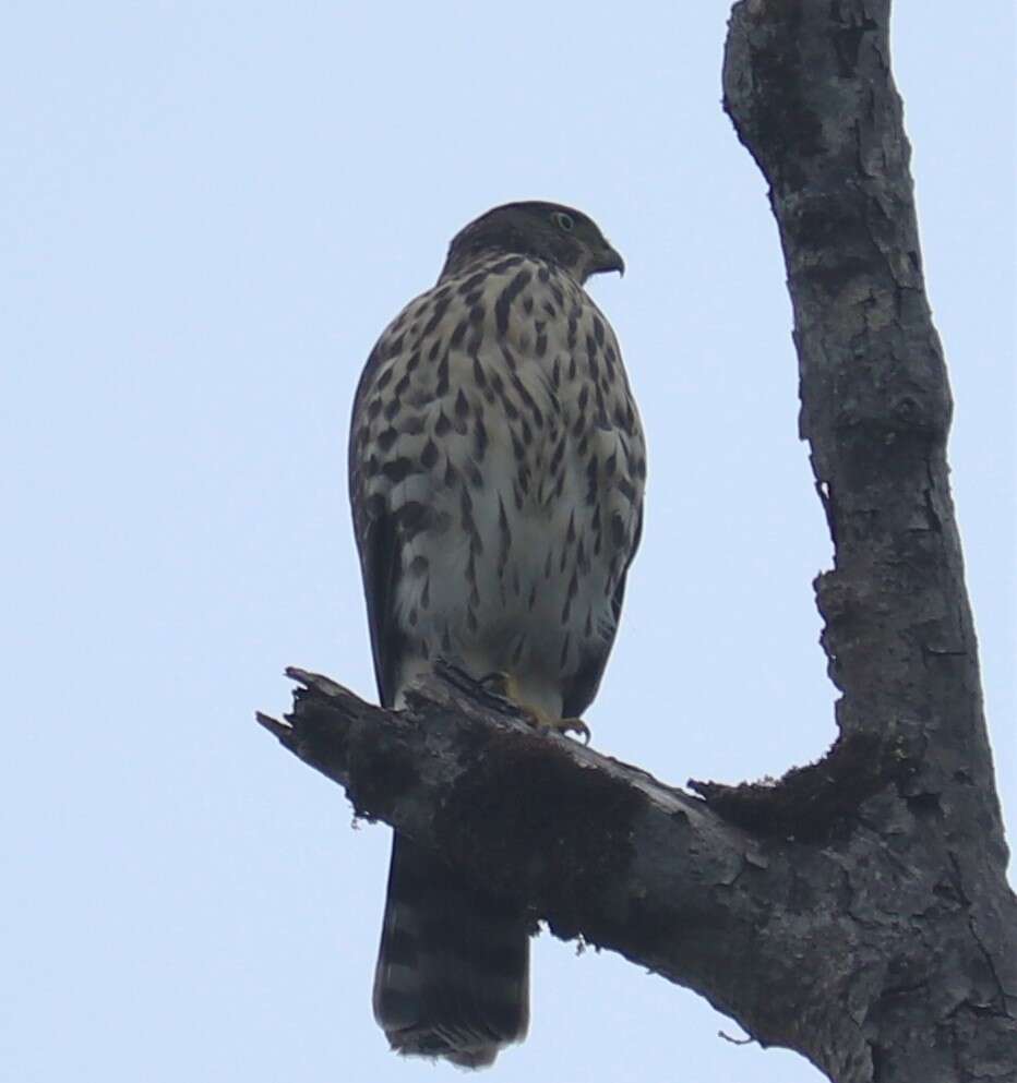 Image of Chilean Hawk