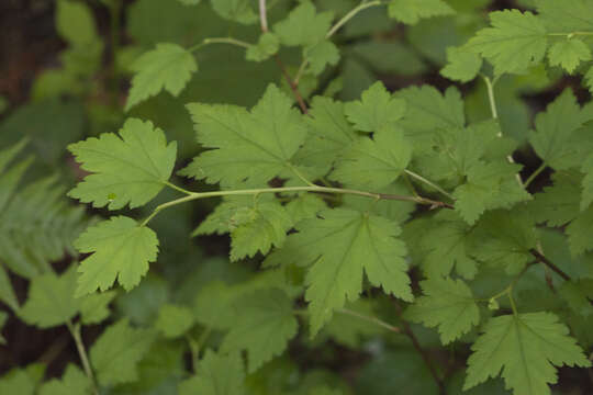 Image of Ribes maximoviczianum Kom.