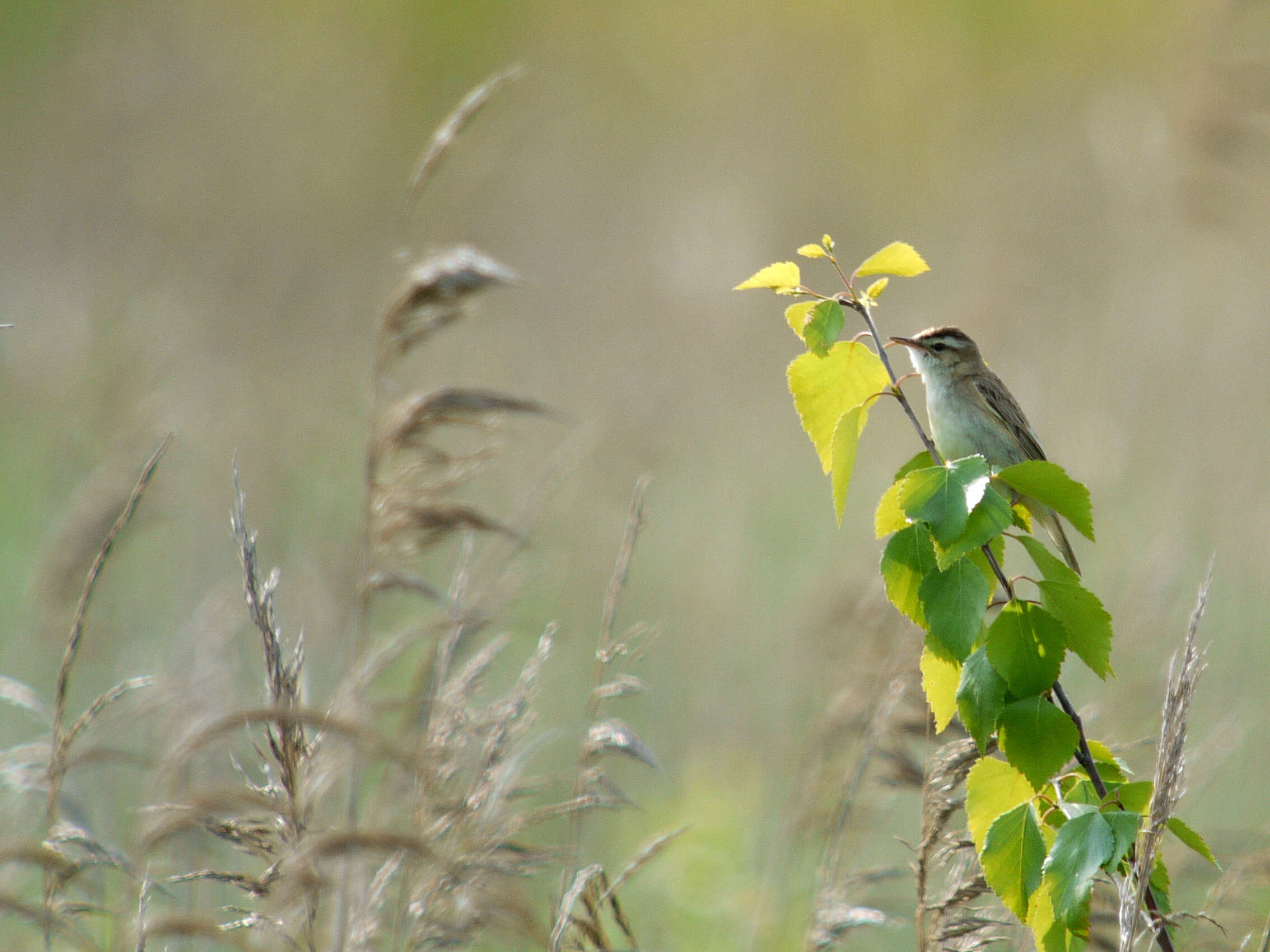 Image of Sedge Warbler