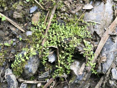 Image of Matted Water-Starwort