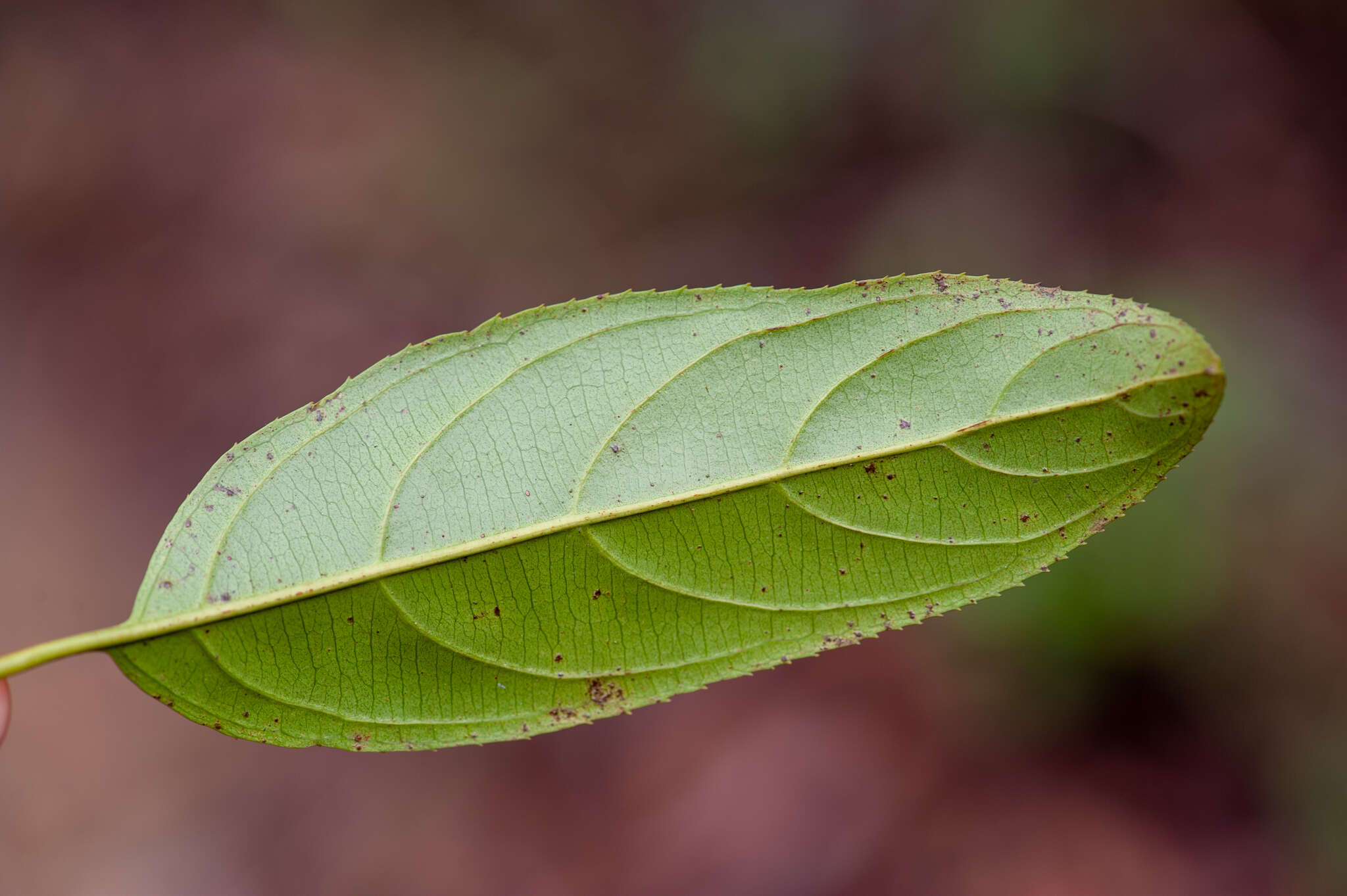 Image of Itea chinensis Hook. & Arn.