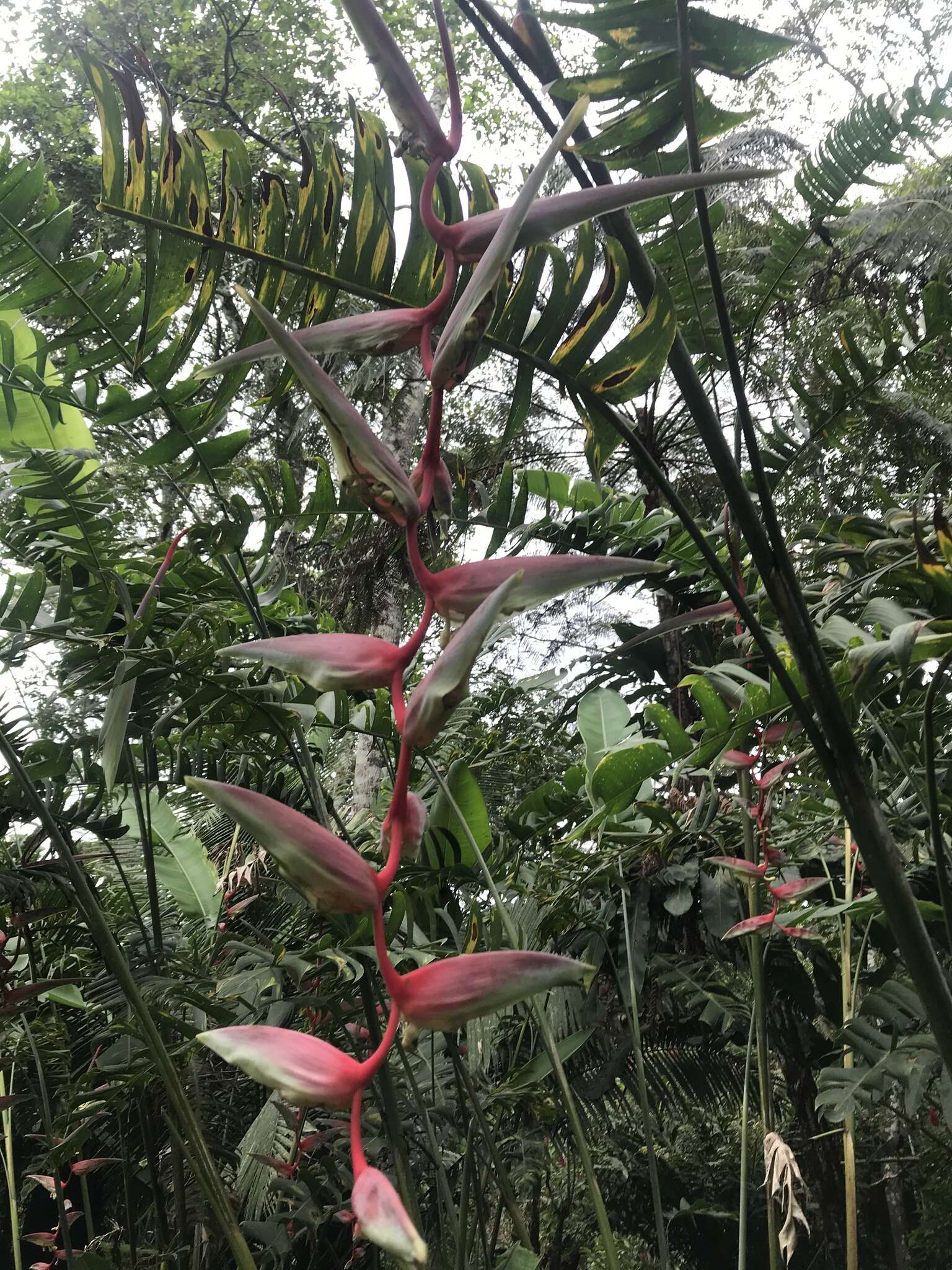 Image of Heliconia chartacea Lane ex Barreiros