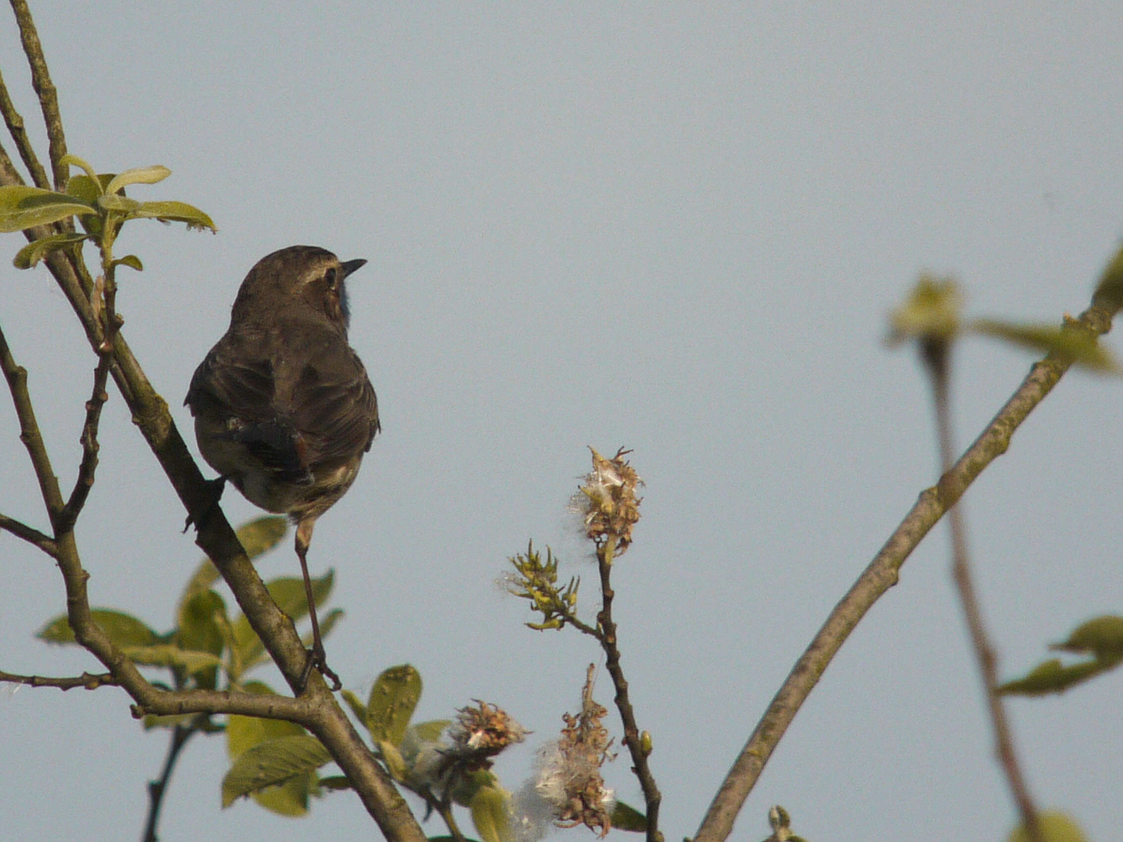 Image of Bluethroat