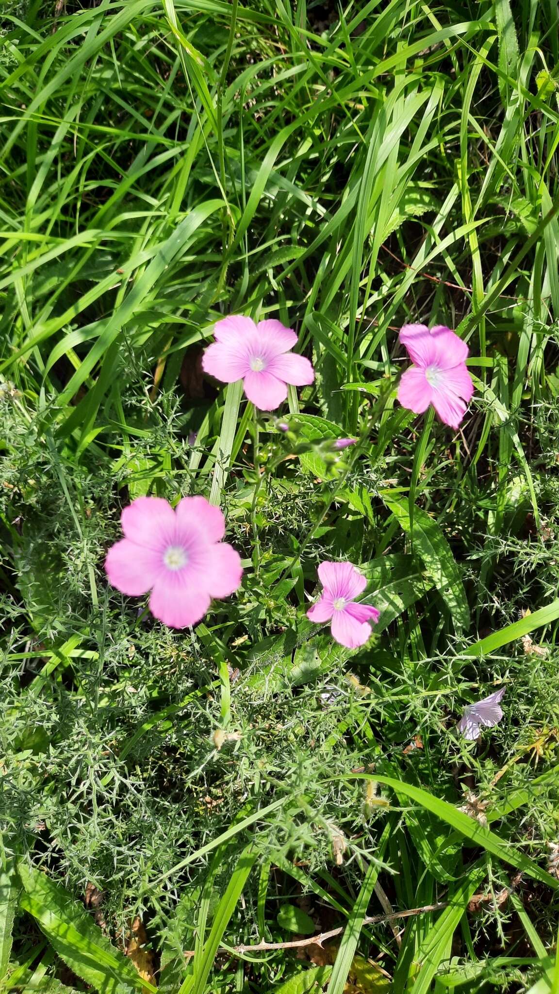 Image of Linum viscosum L.