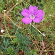 Image of Geranium potentillifolium DC.