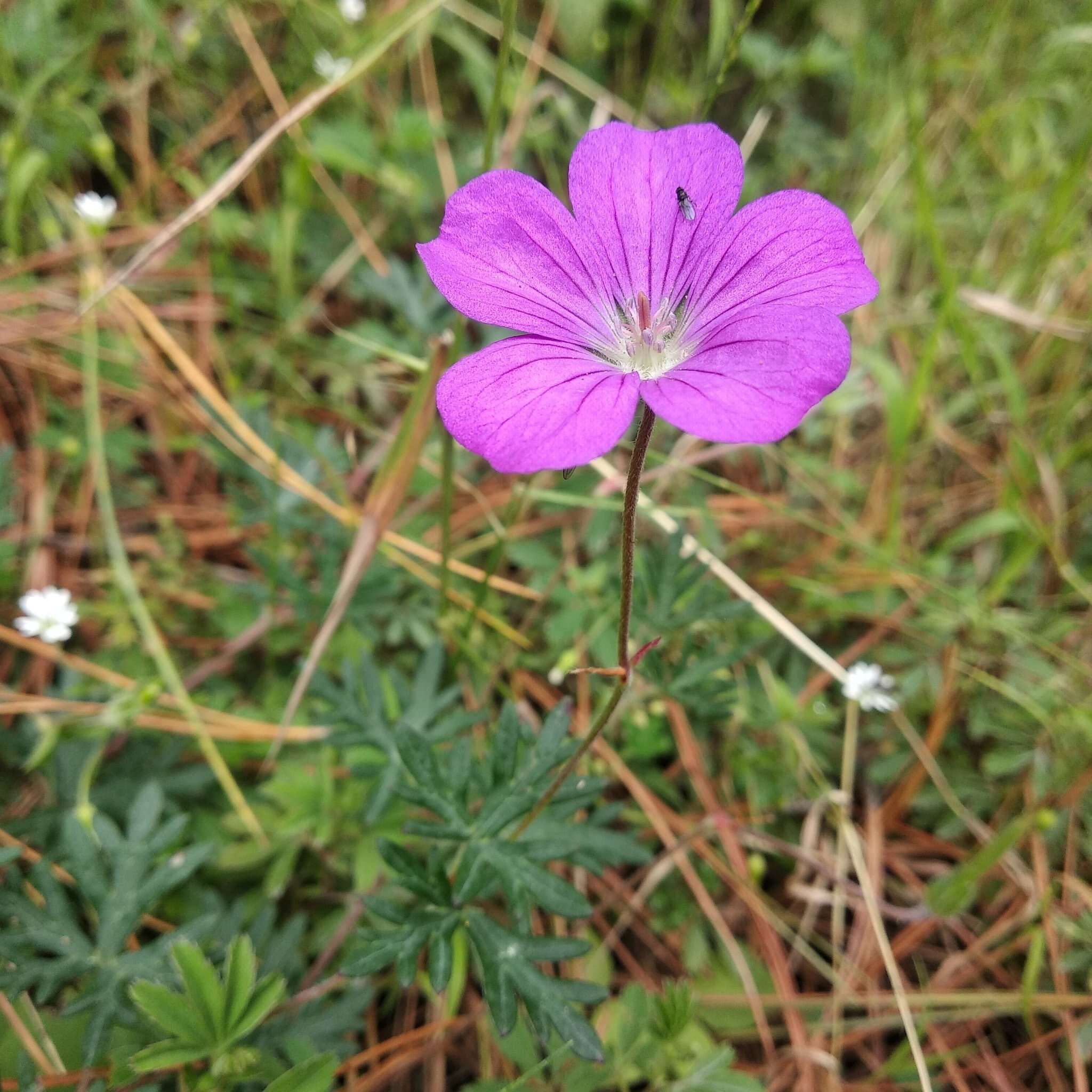 Image of Geranium potentillifolium DC.