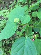 Imagem de Hydrangea arborescens L.