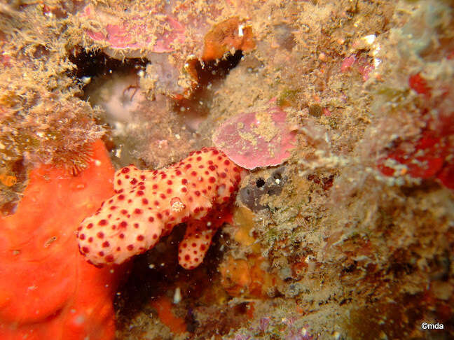 Imagem de Alcyonium acaule Marion 1878