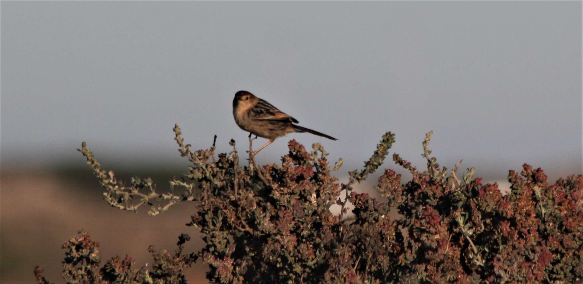 Image of Lesser Black-backed Cisticola