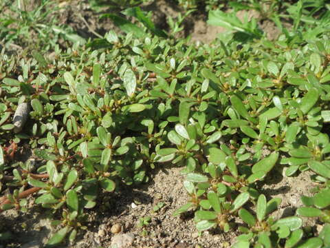 Image of common purslane