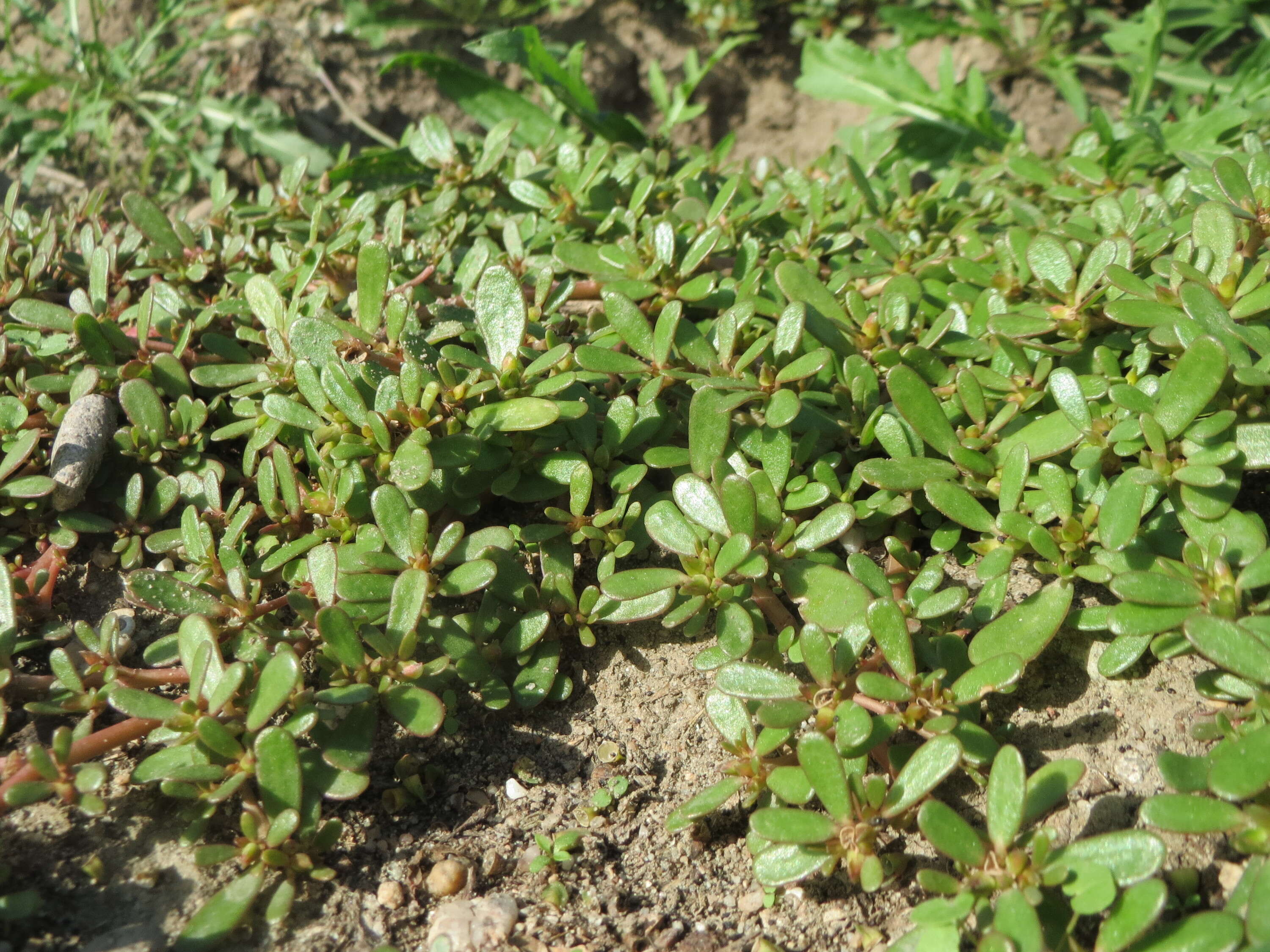 Image of common purslane