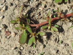 Image of common purslane