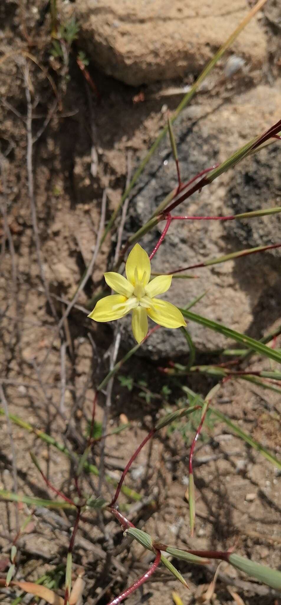 Moraea bituminosa (L. fil.) Ker Gawl. resmi