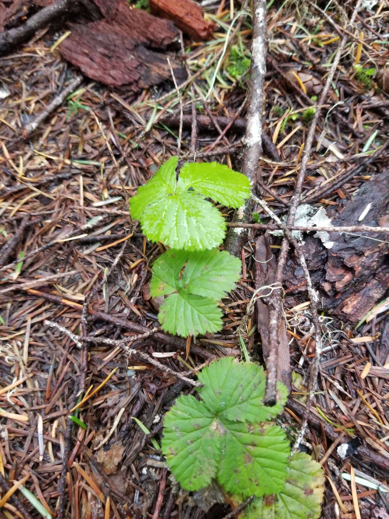 Sivun Rubus lasiococcus A. Gray kuva