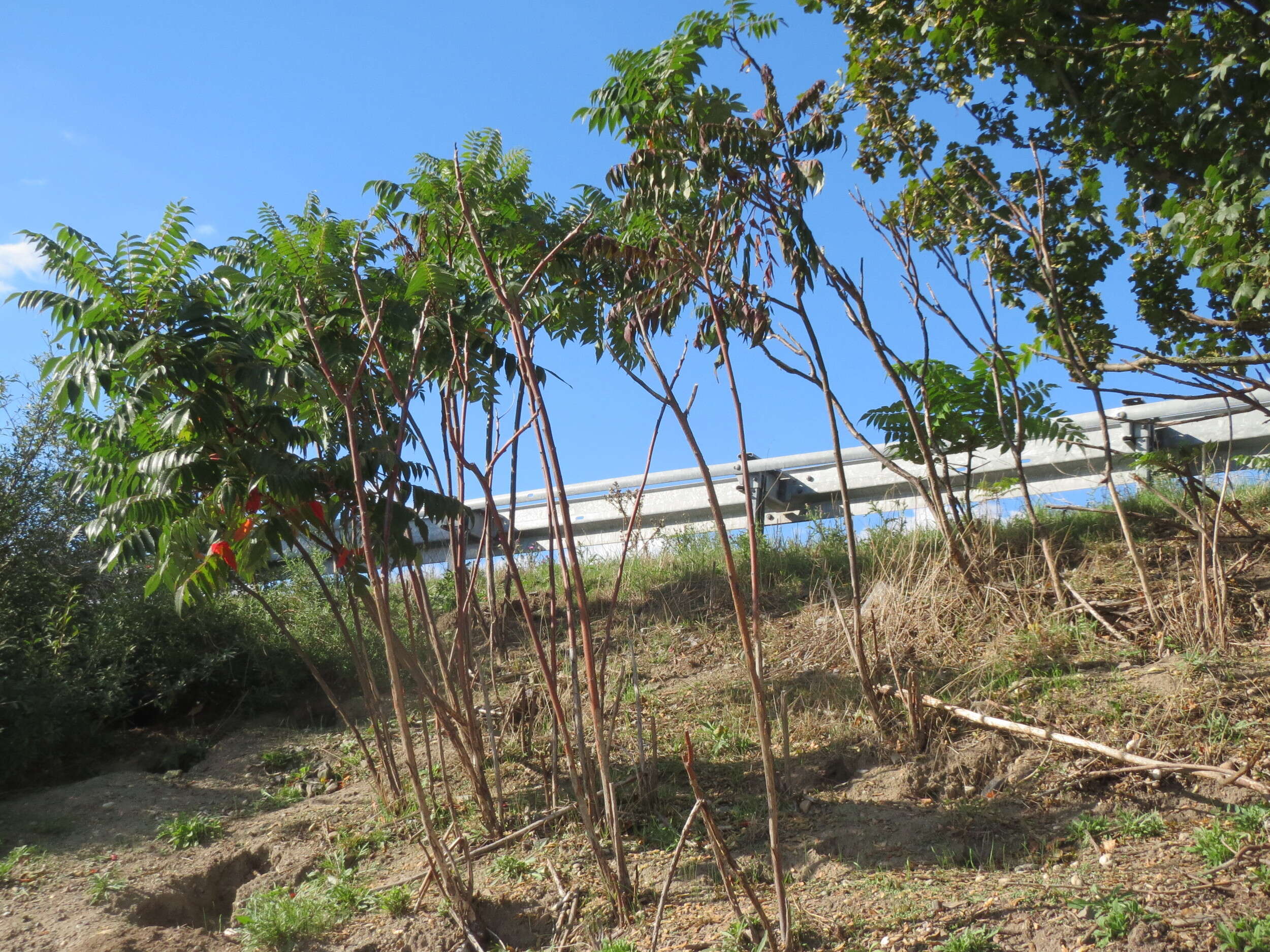 Image of staghorn sumac