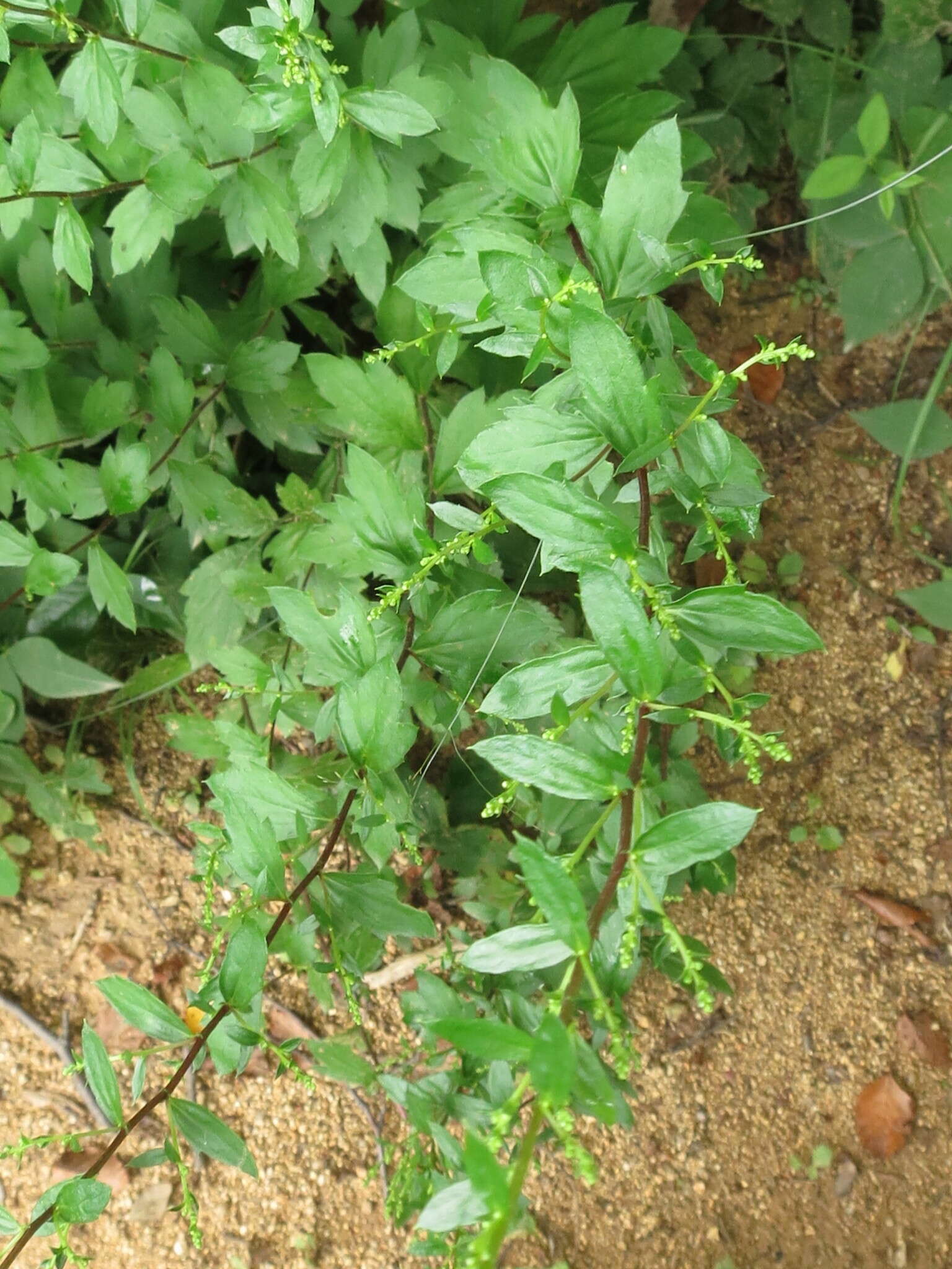 Image of Artemisia keiskeana Miq.