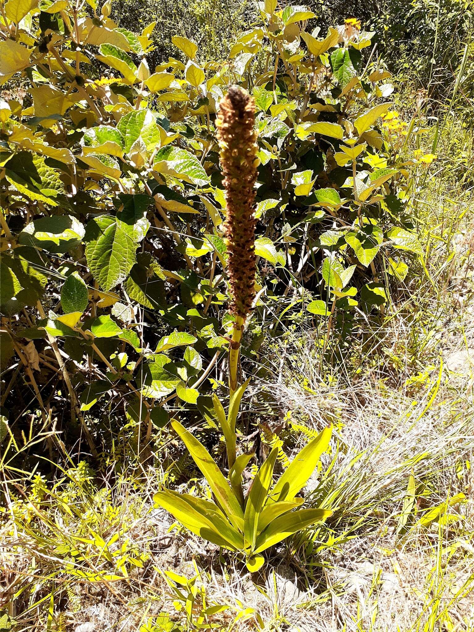 Altensteinia fimbriata Kunth的圖片