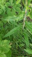 Image of threetooth hawkweed