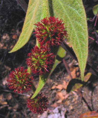 Imagem de Platanus racemosa Nutt. ex Audubon