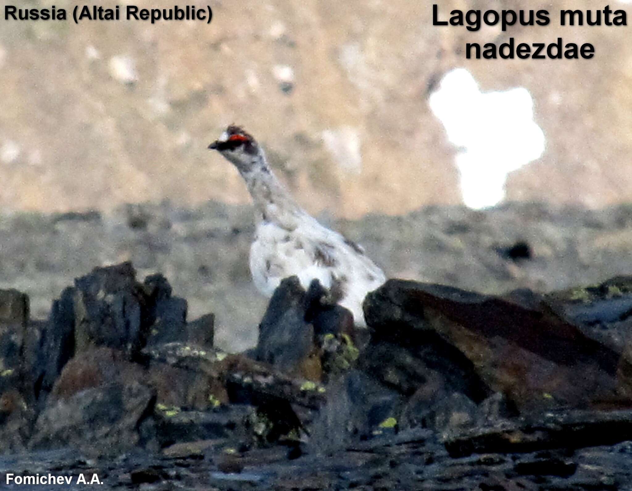 Image of Ptarmigan