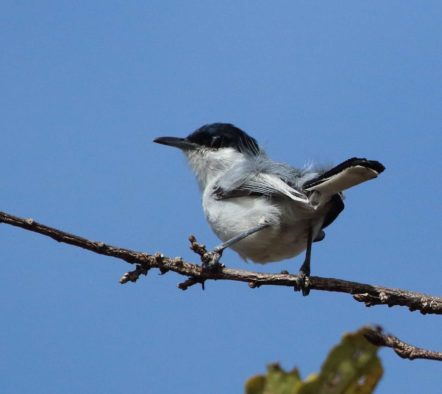 Polioptila plumbea (Gmelin & JF 1788) resmi