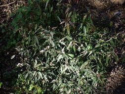 Strobilanthes persicifolia (Lindl.) J. R. I. Wood resmi