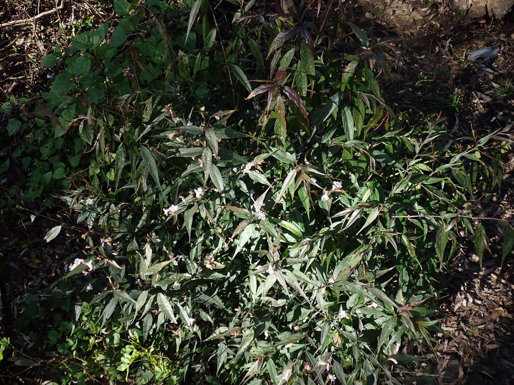 Imagem de Strobilanthes persicifolia (Lindl.) J. R. I. Wood