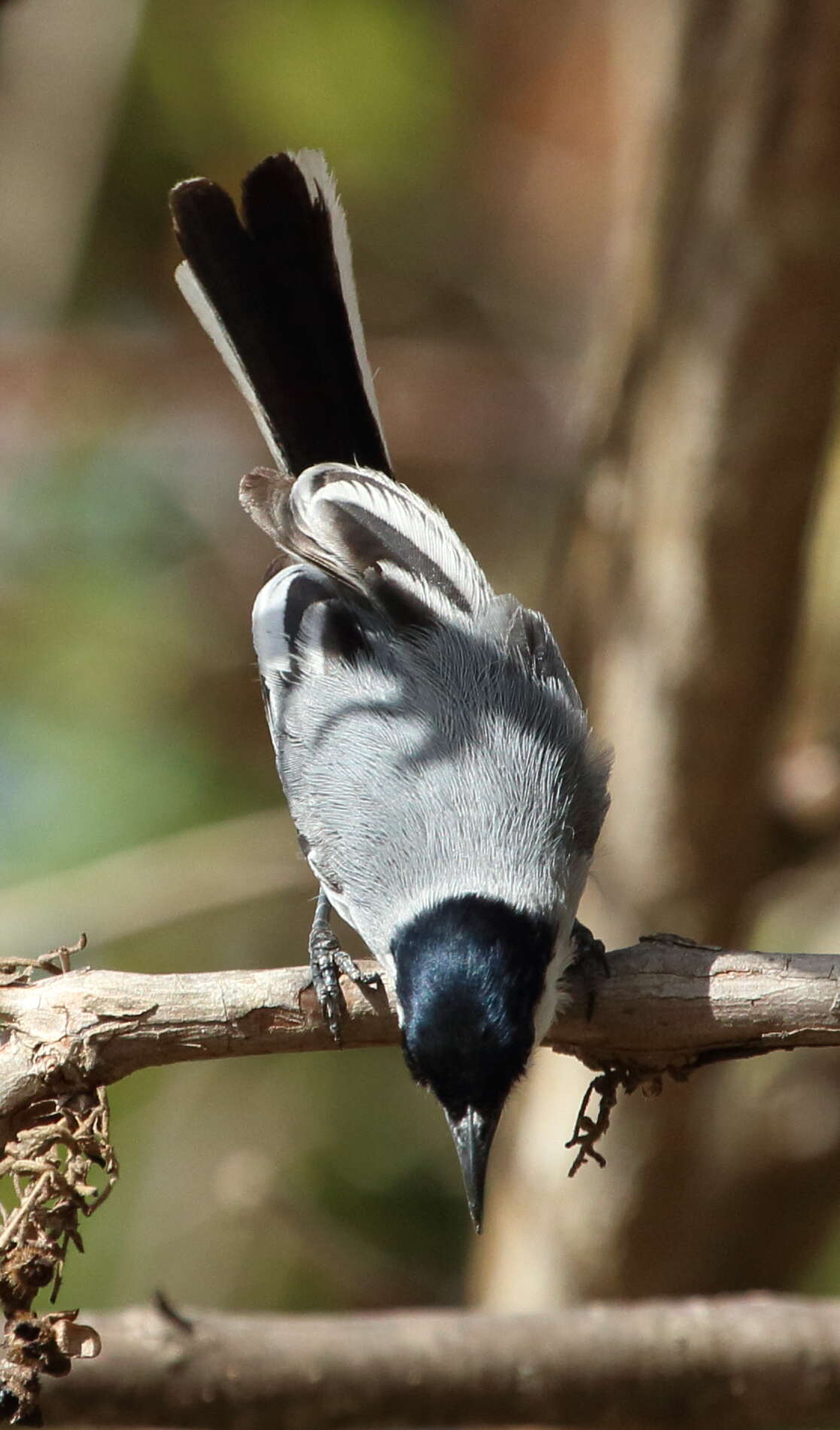 Polioptila plumbea (Gmelin & JF 1788) resmi