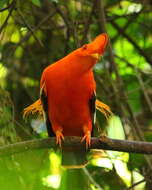 Image of Guianan Cock-of-the-rock