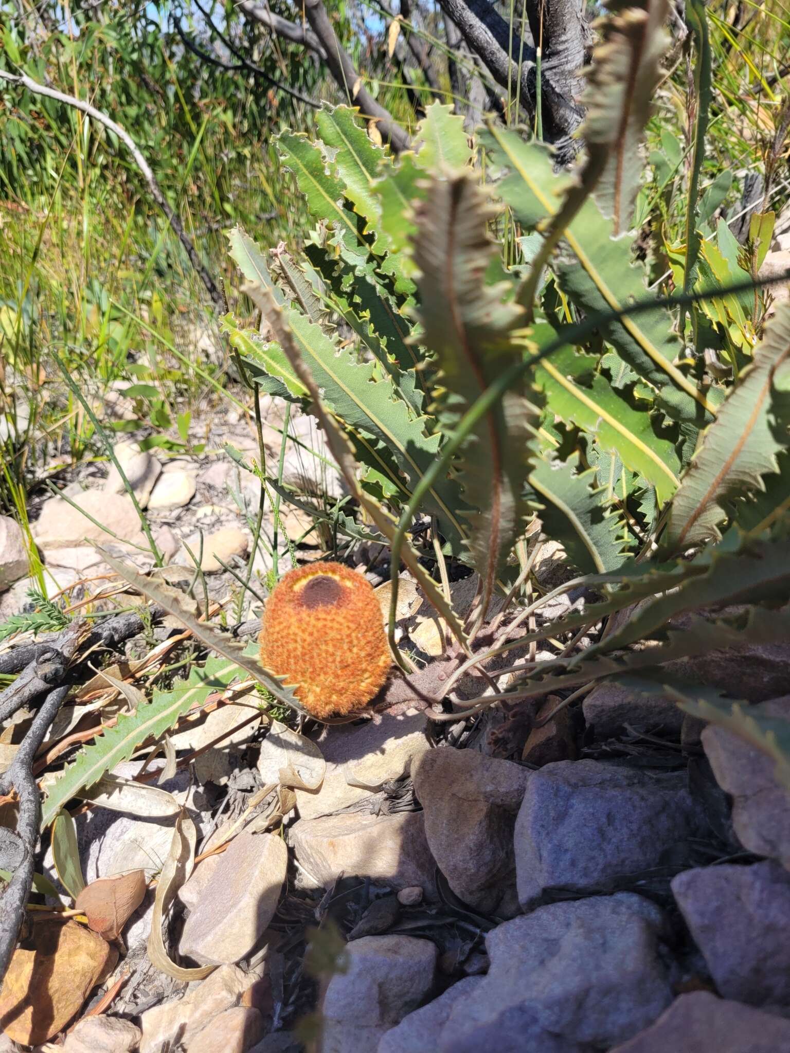 Imagem de Banksia gardneri A. S. George