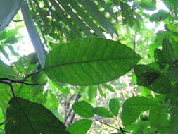 Image of Poulsenia armata (Miq.) Standl.