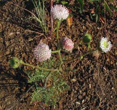 Image of white pincushion