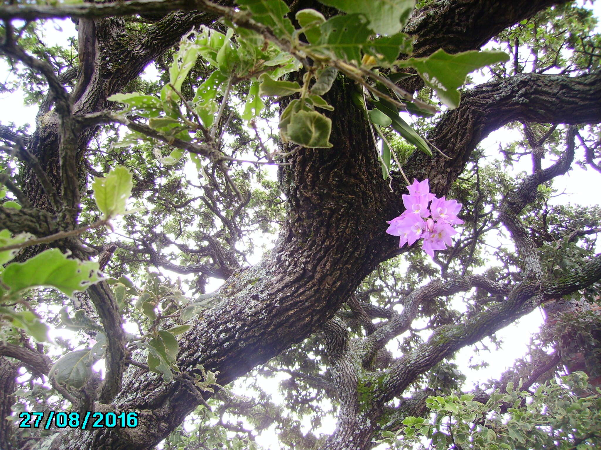 Image of Laelia eyermaniana Rchb. fil.