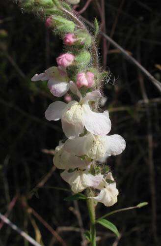 Image of Coulter's snapdragon