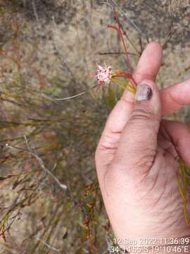 Imagem de Serruria flagellifolia Salisb. ex Knight