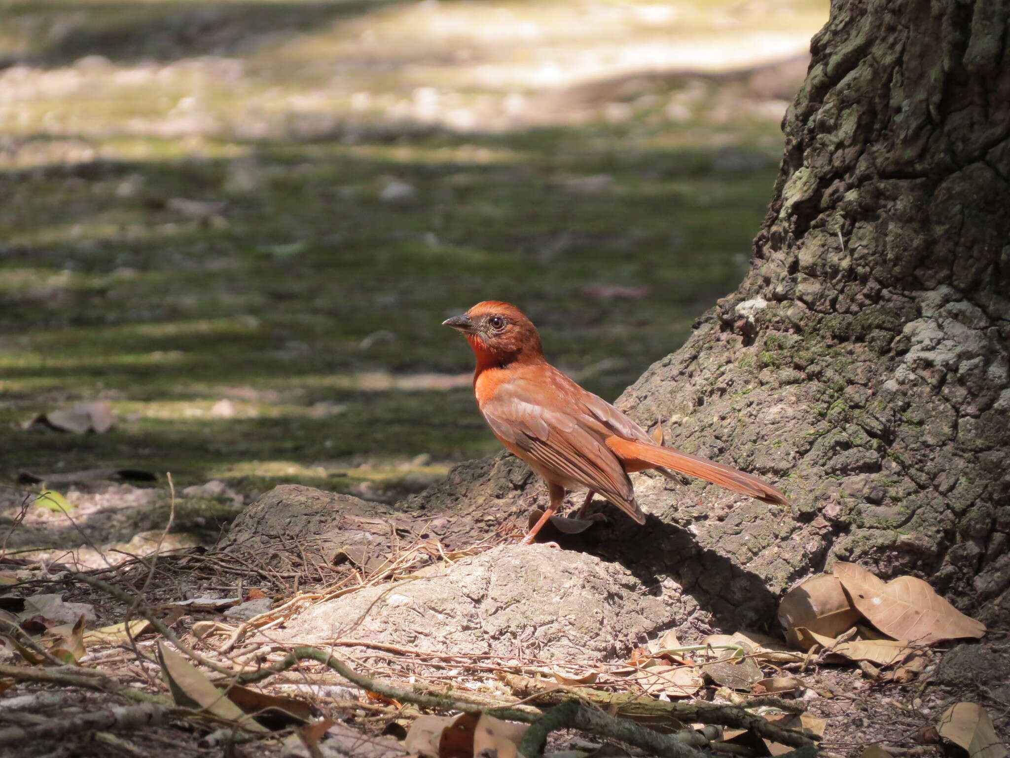 Image of Red-throated Ant Tanager