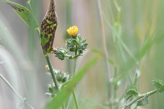 Image of prickly gousblom