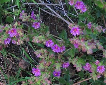 Image of desert wishbone-bush