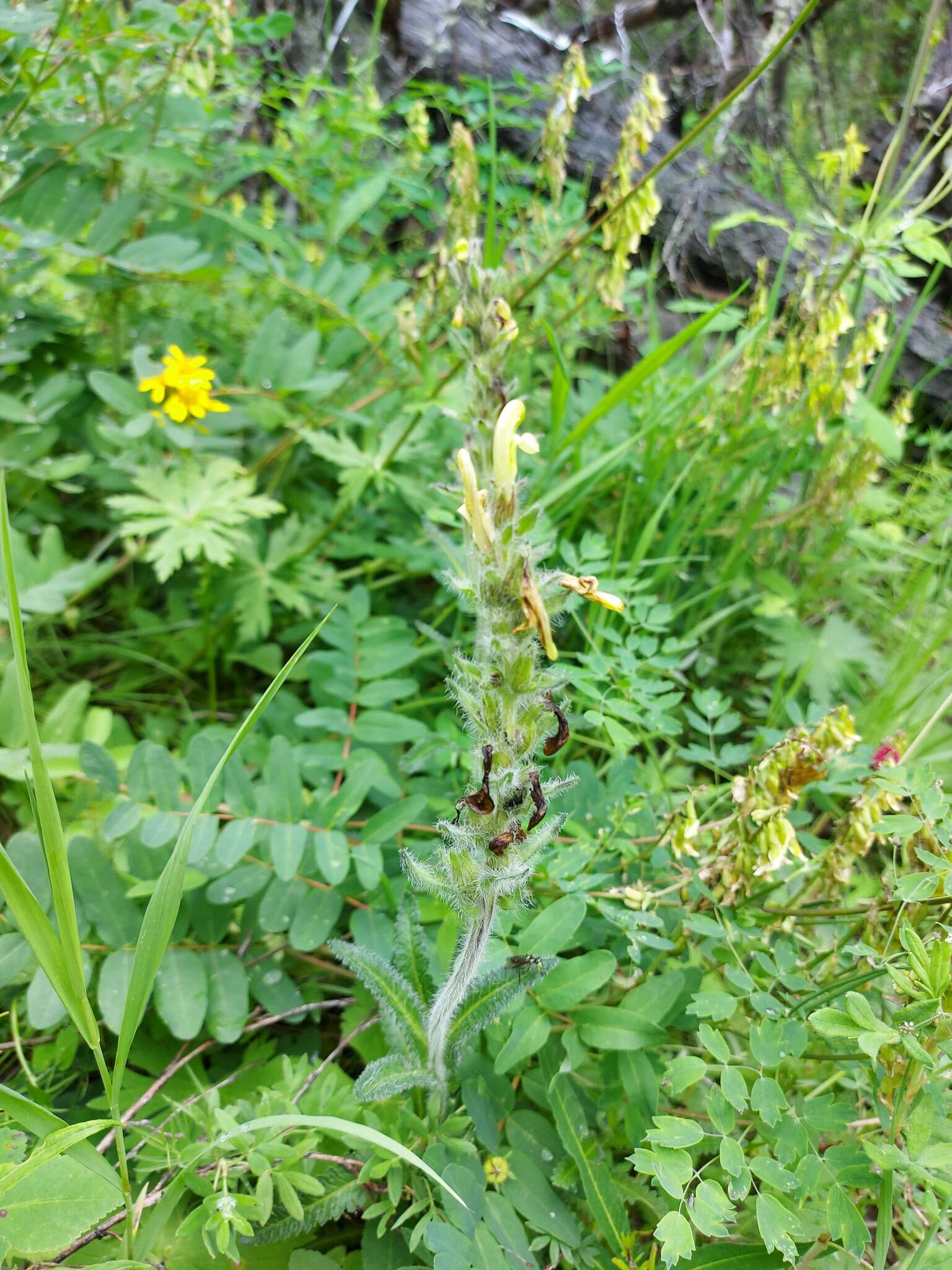 Image of Pedicularis tristis L.